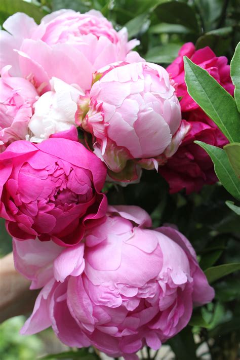 floral peony|beautiful peony flower images.